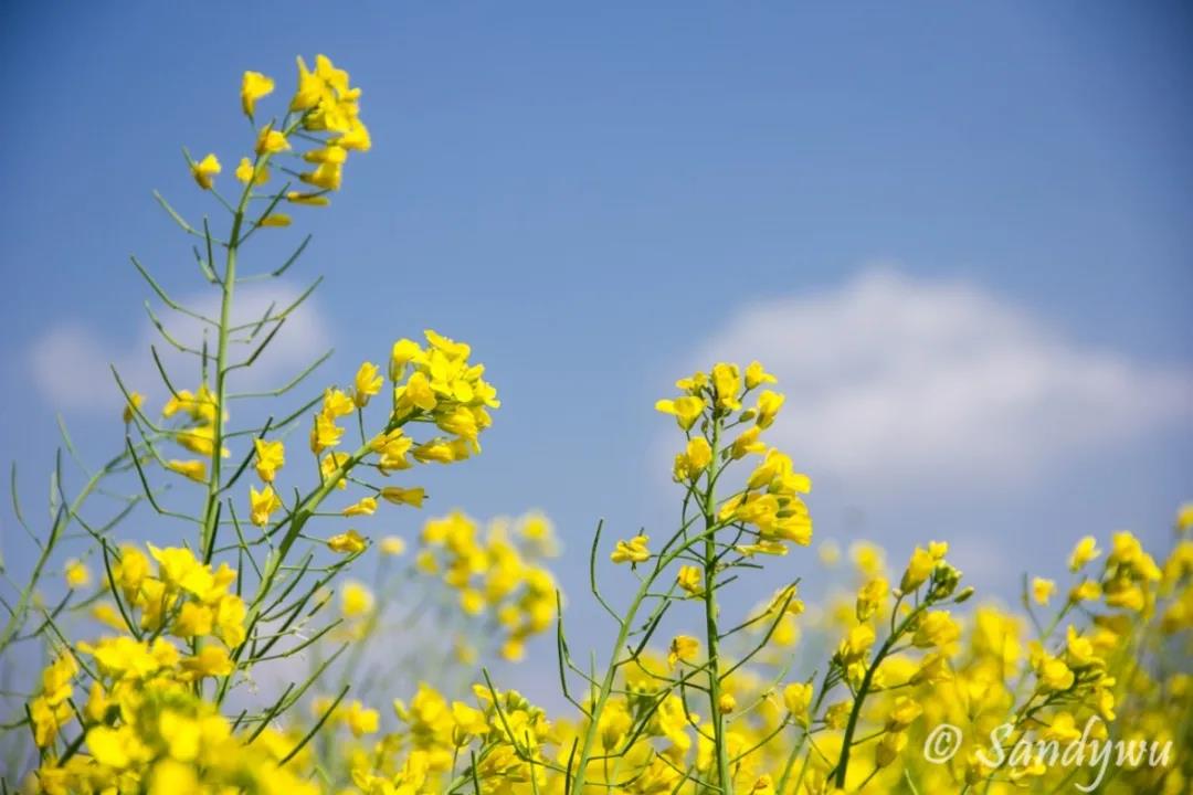 3月昆明，宜“春光乍泄”！