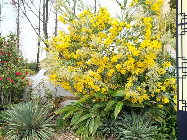 尋花覓影的小小滿足！捕捉大觀樓公園里的“芳蹤”|春城冬韻·繁花