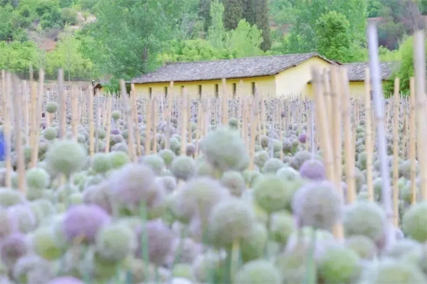 在昆明，這些“花事”花式治愈你的夏天